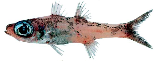Epigonus constanciae_04